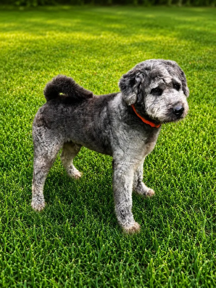 An adult large-sized male Poodle dog named Bruce for adoption in Canton , GA