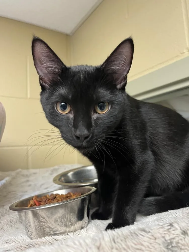 A young medium-sized female Black Domestic Short Hair cat named Matilda for adoption in Kalamazoo, MI