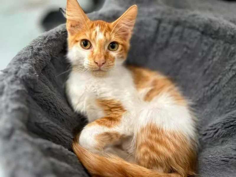 A baby small-sized male Orange & White Domestic Medium Hair cat named Carrot for adoption in San Leon, TX