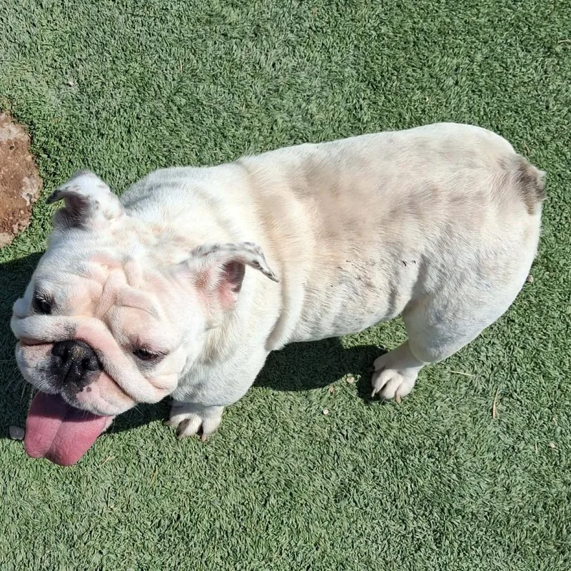 An adult medium-sized female White / Cream English Bulldog dog named Maggie  COMING SOON for adoption in Loves Park, IL