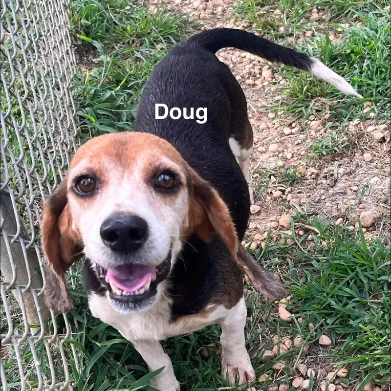 An adult medium-sized male Black Beagle dog named Doug for adoption in Alexandria, VA