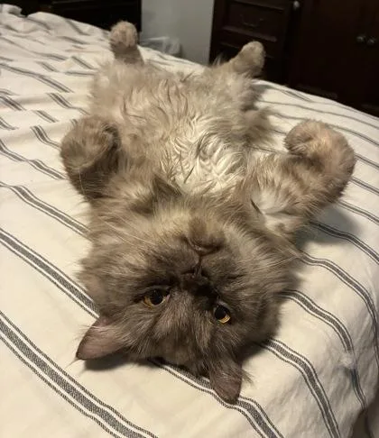 An adult small-sized male Persian cat named Arash for adoption in Fort Worth, TX