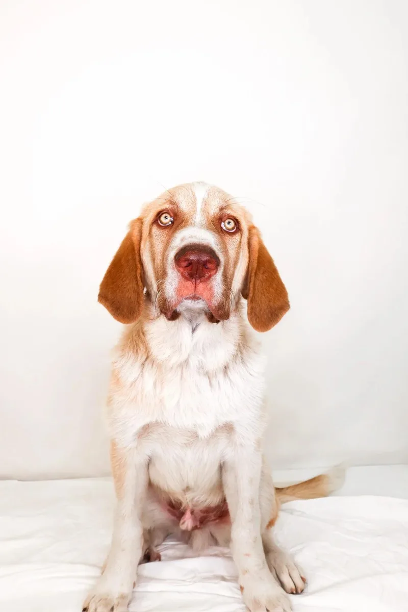 Benson