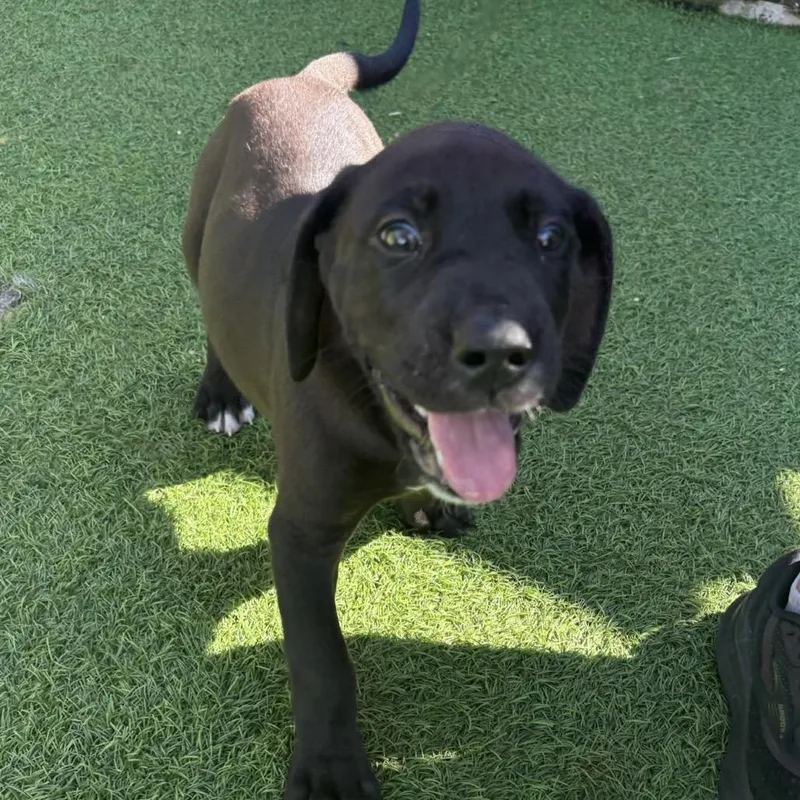 A baby small-sized male Black Great Dane dog named Dylan for adoption in LOXAHATCHEE, FL