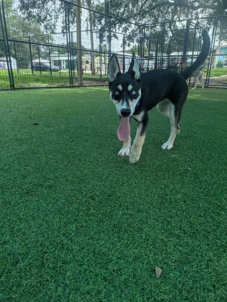 A baby medium-sized female Tricolor (Brown, Black, & White) Husky dog named Neevie for adoption in Lakeland, FL