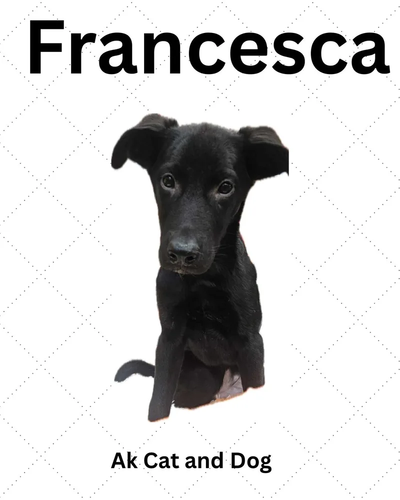 Francesca