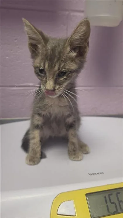 A baby small-sized female Brown / Chocolate Domestic Short Hair cat named 61457540 for adoption in El Paso, TX