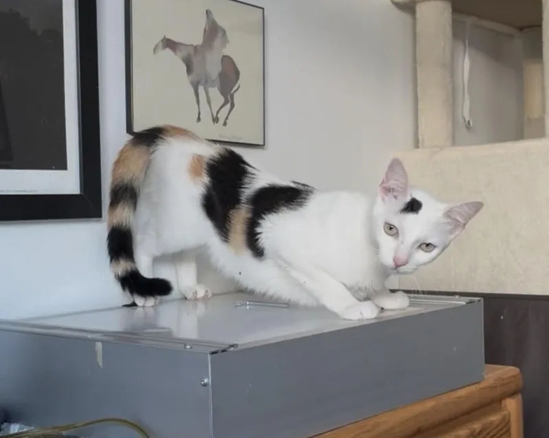 Clementine ❤️Granny Litter thumbnail 2