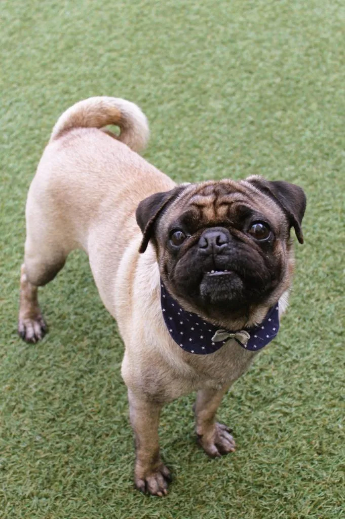An adult small-sized male Pug dog named Q for adoption in Gardena, CA