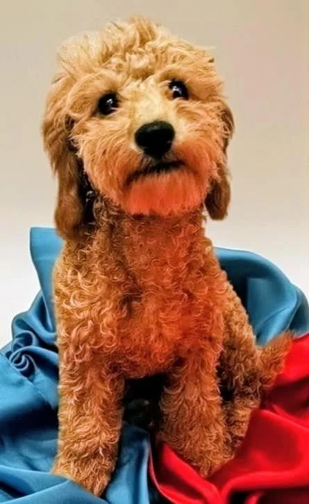 Tulla Mo Old Puppy! thumbnail 2