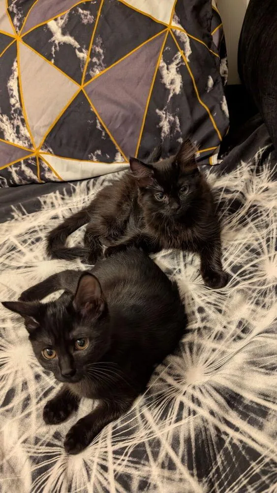 A baby small-sized female Black Domestic Long Hair cat named Soot for adoption in Louisa, VA