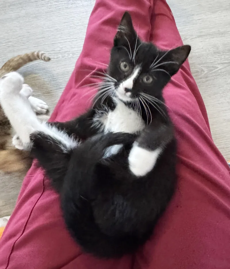 A baby medium-sized female Black & White / Tuxedo Domestic Short Hair cat named Onyx for adoption in Parkville, MO