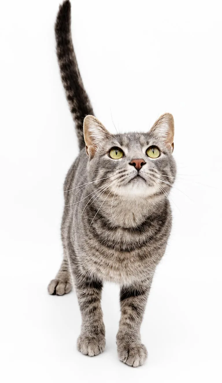 A young medium-sized male Gray / Blue / Silver Maine Coon cat named Jasper will make u for adoption in Bedford Hills, NY