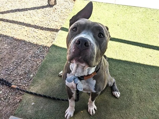 An adult large-sized male Pit Bull Terrier dog named Eeyore for adoption in Phoenix, AZ