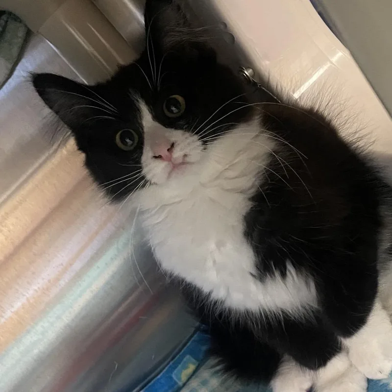 A baby small-sized male Domestic Medium Hair cat named Dominic for adoption in Keizer, OR