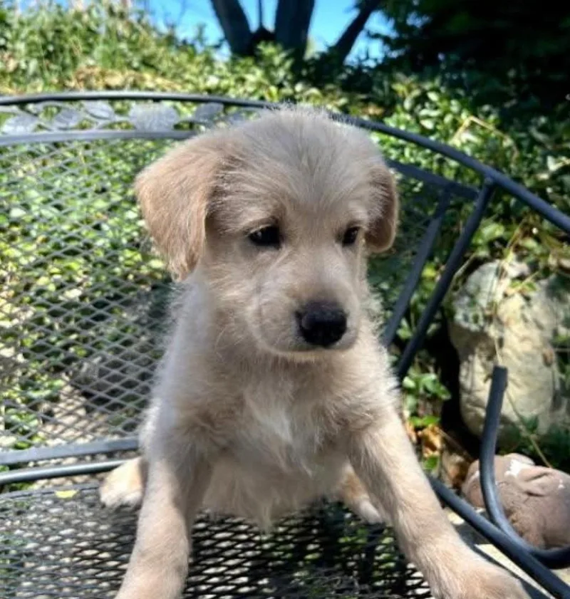 A baby medium-sized male Poodle dog named Zander for adoption in Mentone, CA