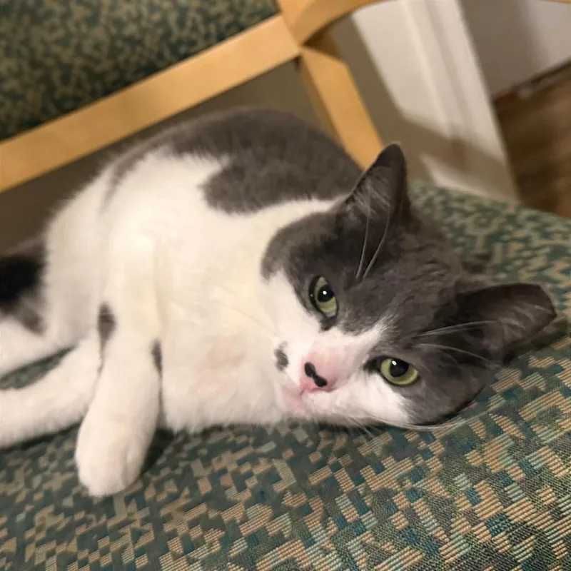 An adult medium-sized female Gray / Blue / Silver Domestic Short Hair cat named Ariana for adoption in Gibsonia, PA