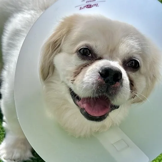 An adult medium-sized male White / Cream Pekingese dog named Snowball for adoption in Matteson, IL