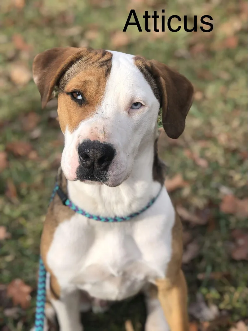 An adult large-sized male Boxer dog named Atticus for adoption in Elkins, WV