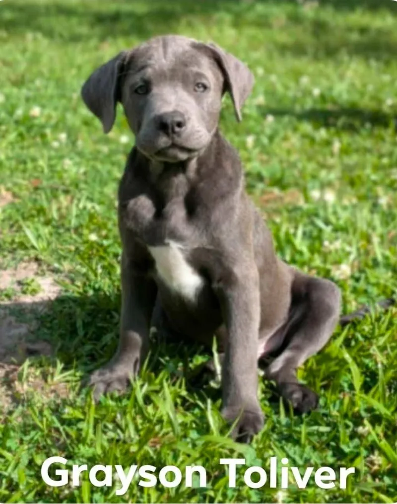 A baby medium-sized male Labrador Retriever dog named Grayson for adoption in El Dorado, AR