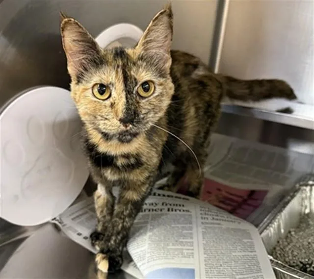 A young medium-sized female Domestic Short Hair cat named Zevran for adoption in Aurora, IL