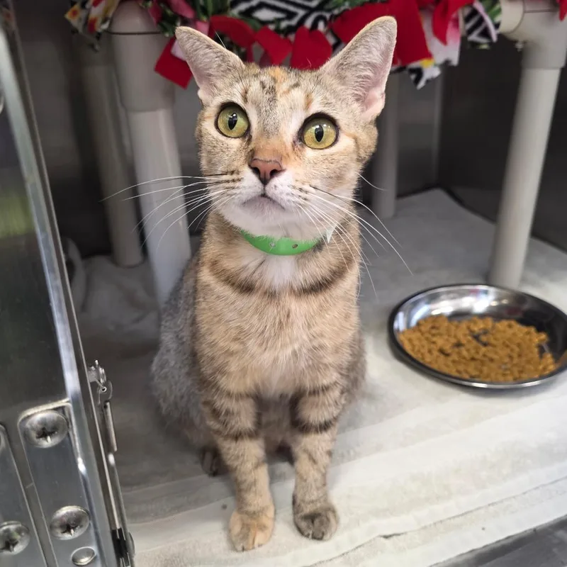 An adult medium-sized female Brown / Chocolate Domestic Short Hair cat named Butterscotch for adoption in Fort Wayne, IN
