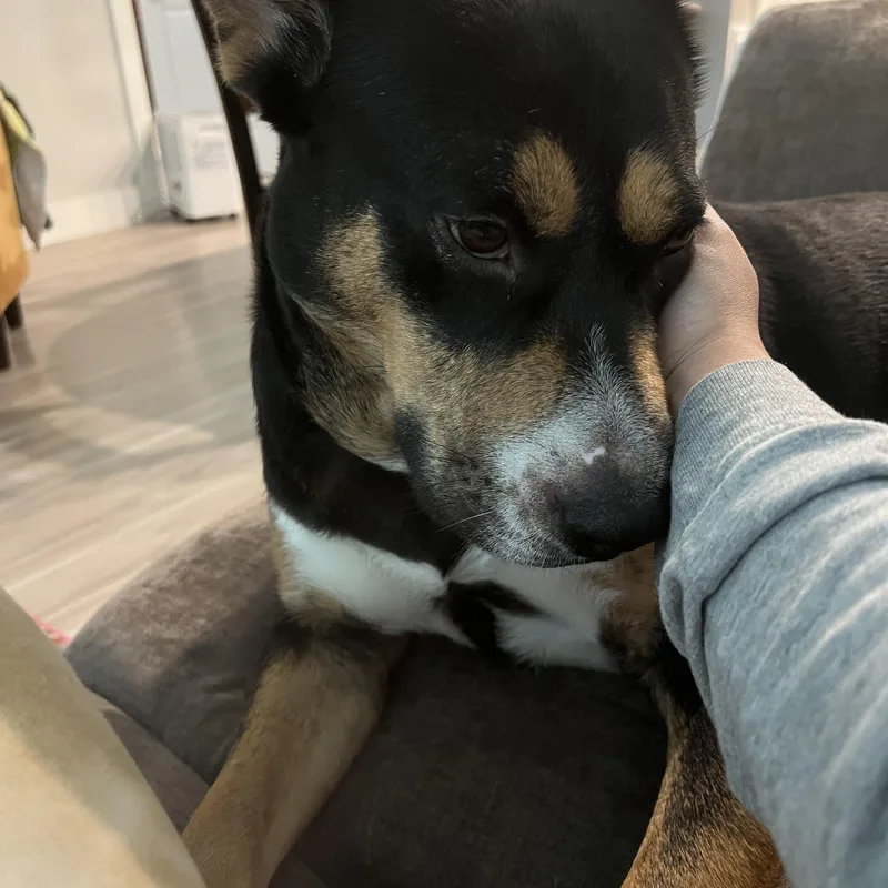 An adult medium-sized female Australian Kelpie dog named Frida for adoption in Magnolia, TX