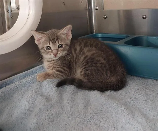 A baby small-sized female Domestic Short Hair cat named Tammy for adoption in Chula Vista, CA