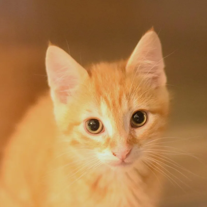 A baby small-sized male Orange / Red Domestic Short Hair cat named Blaze for adoption in Belleville, IL