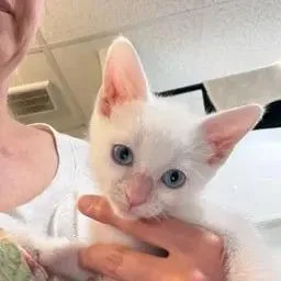 A baby small-sized male White Domestic Short Hair cat named Alto for adoption in Winder, GA