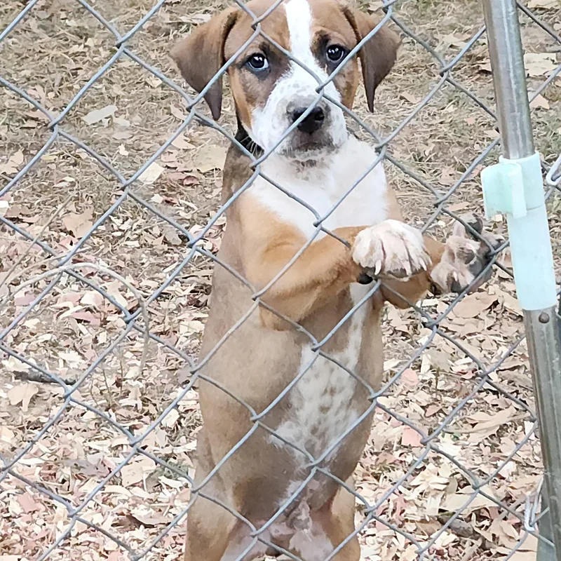 A baby medium-sized male Mixed Breed dog named Snickers for adoption in Flintstone, GA