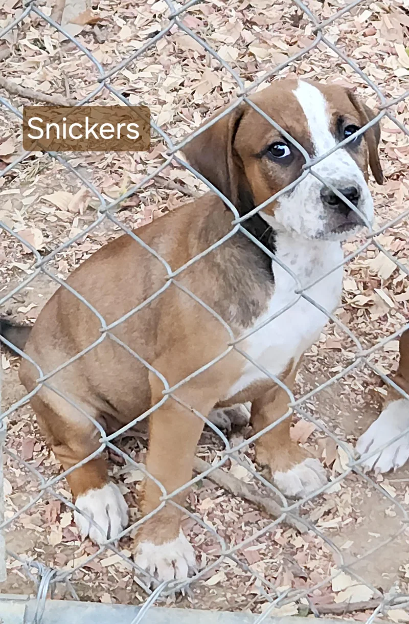 Snickers thumbnail 4