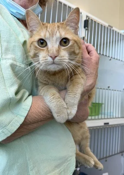 An adult small-sized female Domestic Short Hair cat named Brie for adoption in Manteo, NC