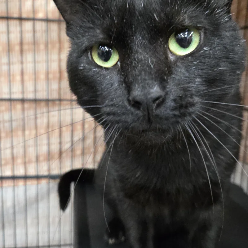 An adult large-sized male Domestic Short Hair cat named No Dangles for adoption in Mokena, IL