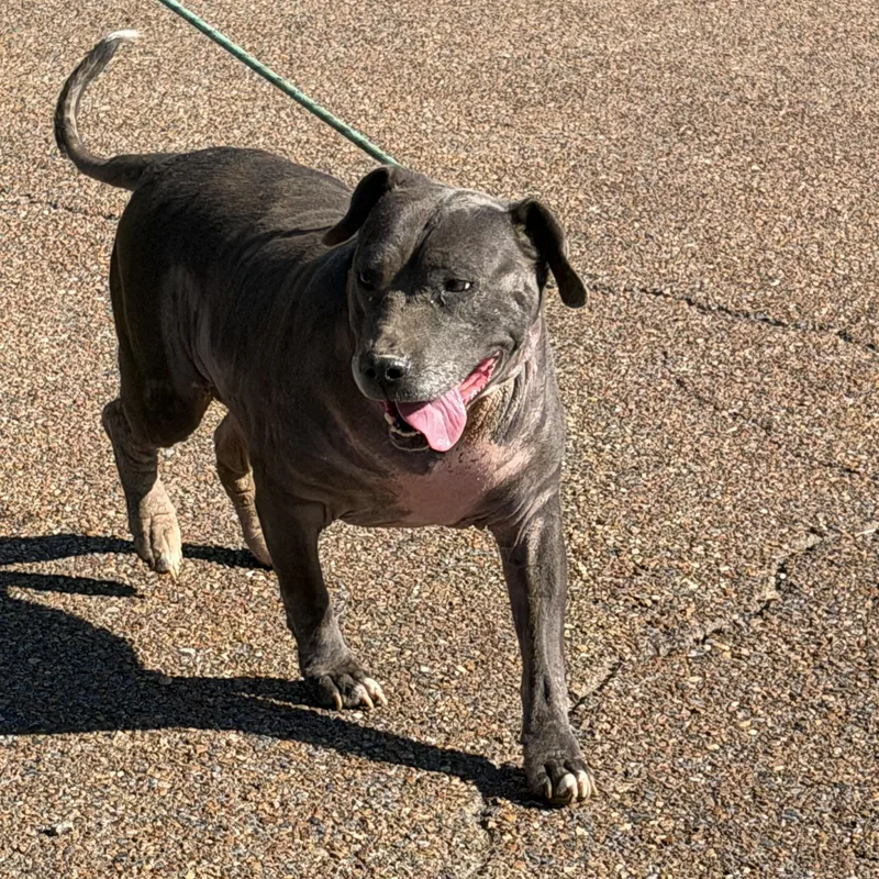 A senior large-sized female Bulldog dog named Bonnie for adoption in Senatobia, MS