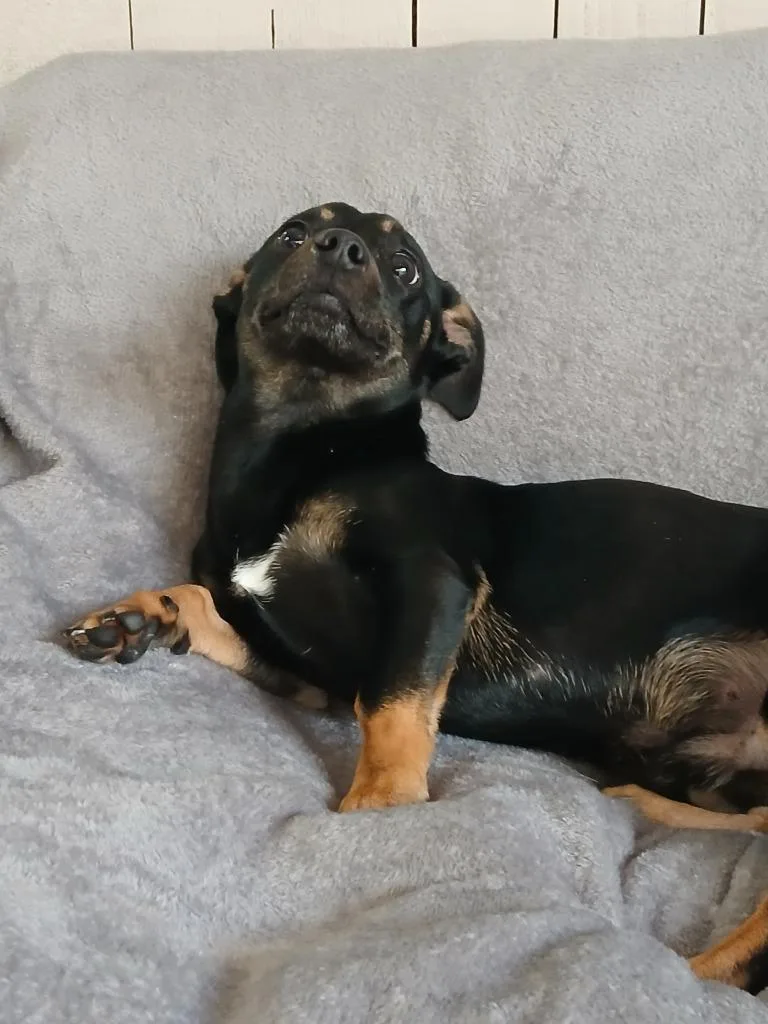 Rango