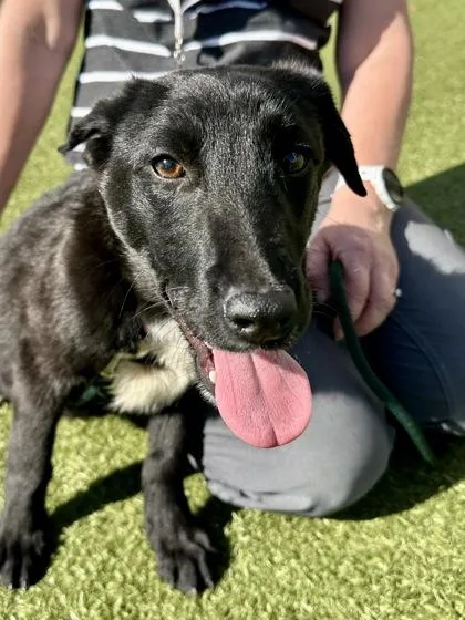 An adult medium-sized male Black Mixed Breed dog named Ares for adoption in Wichita, KS