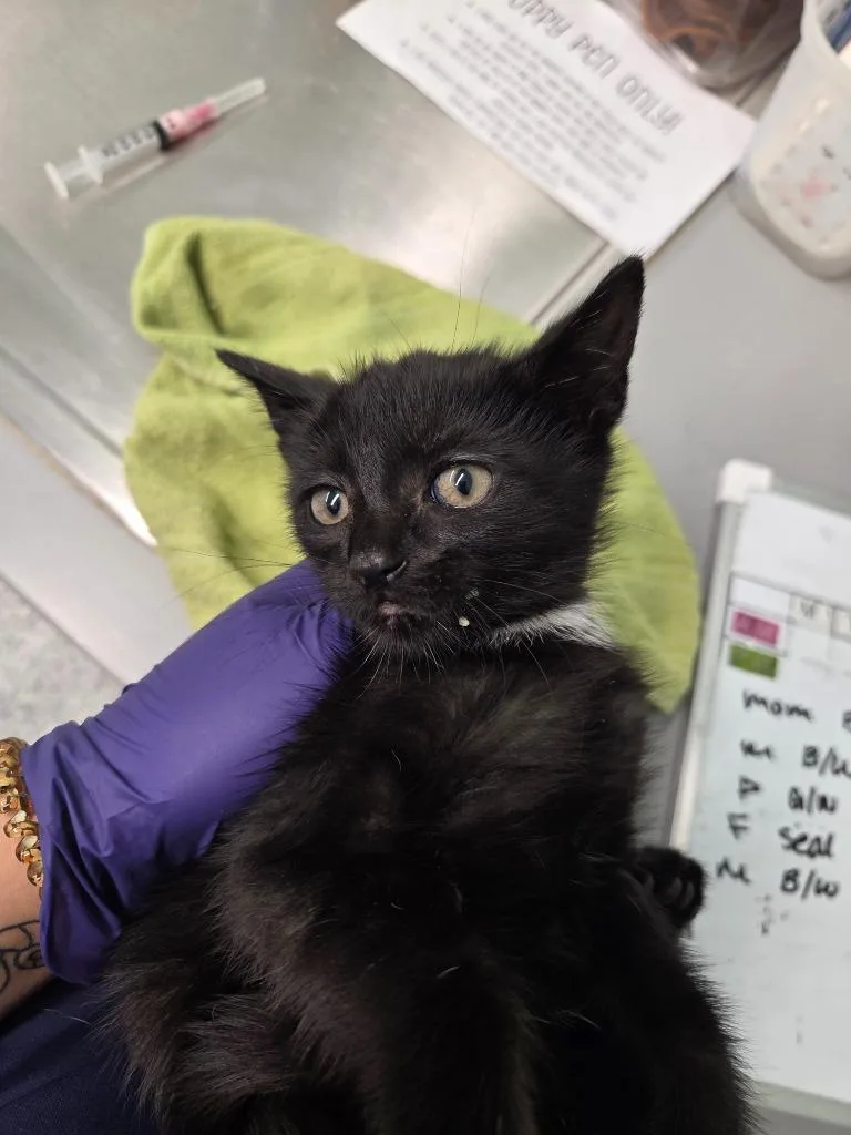 A baby medium-sized male Domestic Short Hair cat named Blazer for adoption in Athens, TN