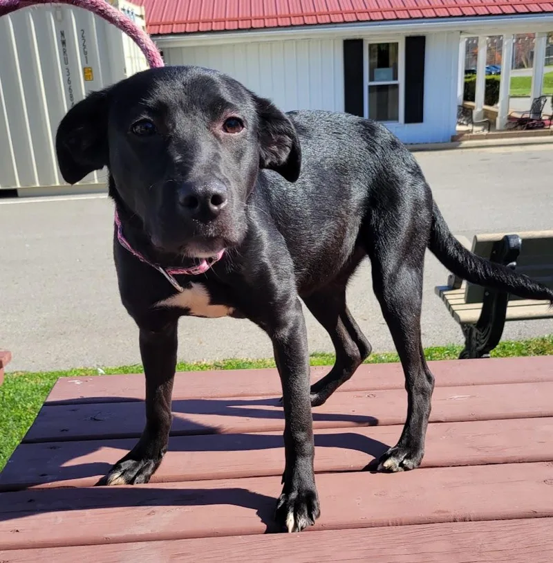 A young medium-sized female Black Labrador Retriever dog named Gretchen for adoption in Lisbon, OH