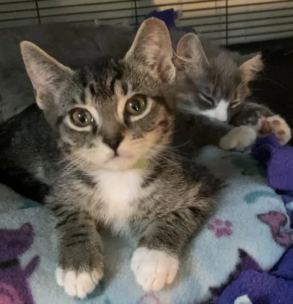 A baby medium-sized male Domestic Short Hair cat named Whiskey for adoption in Charlotte, NC