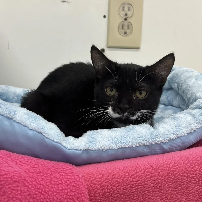 A baby small-sized female Black Domestic Short Hair cat named Maeve for adoption in Delaware, OH