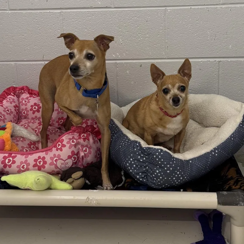 A senior small-sized female Brown / Chocolate Chihuahua dog named Lilly for adoption in Delaware, OH