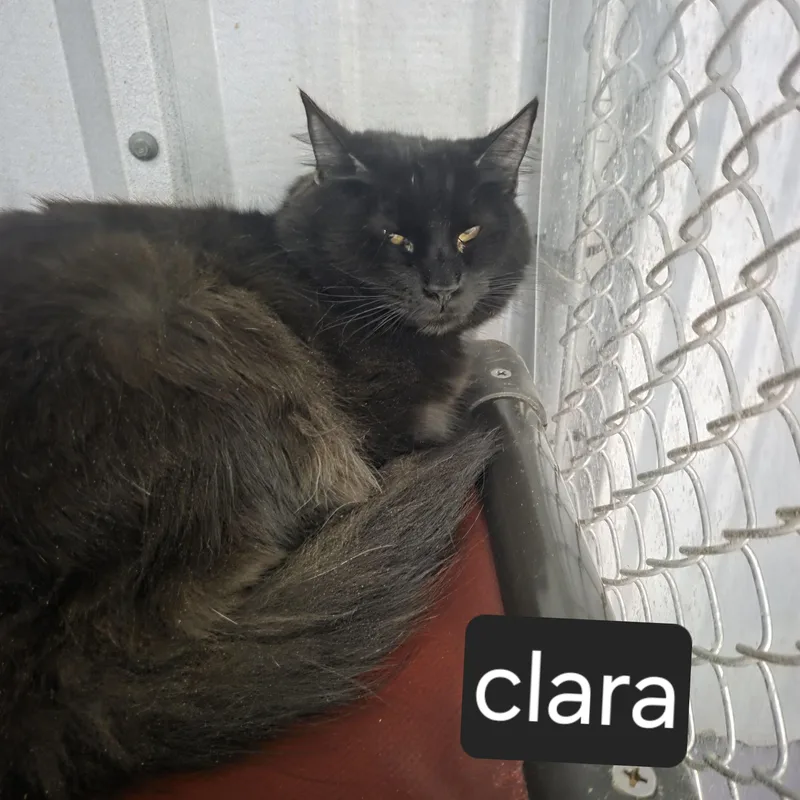 Clara