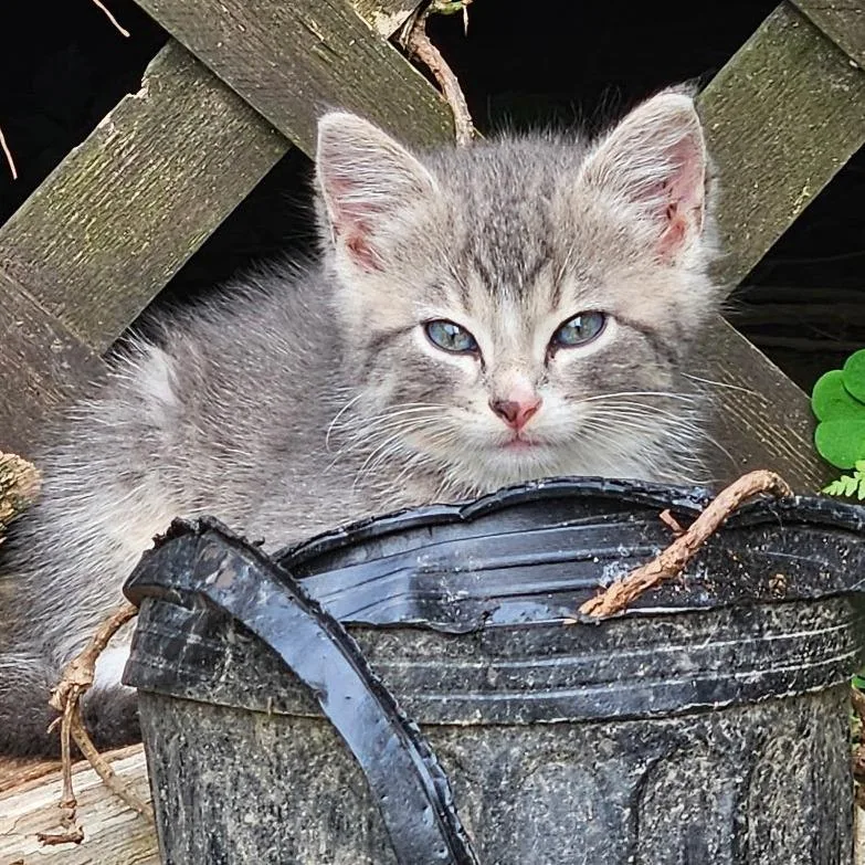 Princess Laya thumbnail 2