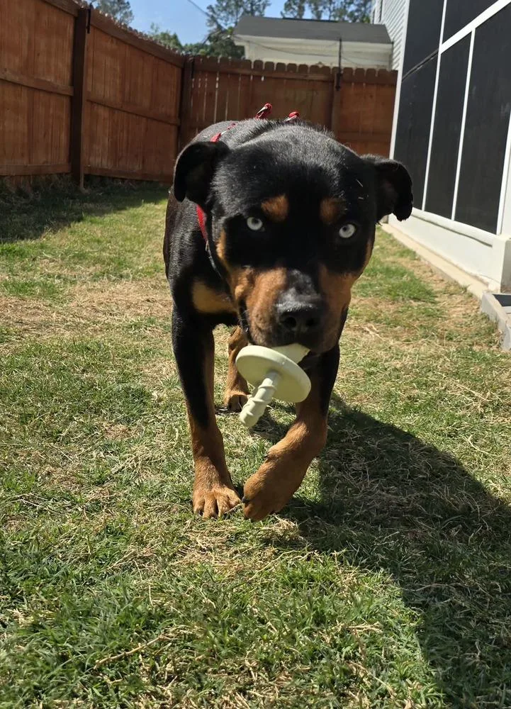 A young medium-sized male Tricolor (Brown, Black, & White) Rottweiler dog named Mike for adoption in Wilson, NC