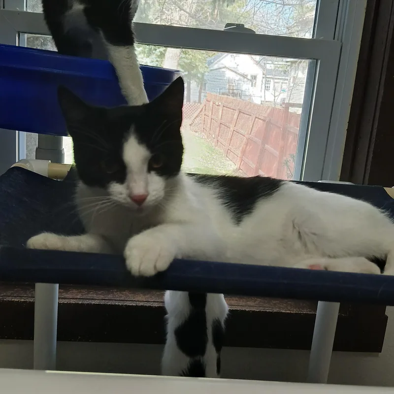A baby medium-sized male White American Shorthair cat named Zipper for adoption in Iowa Falls, IA