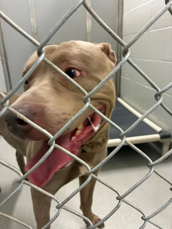 An adult large-sized male Gray / Blue / Silver Pit Bull Terrier dog named Clark for adoption in Rochester, NY