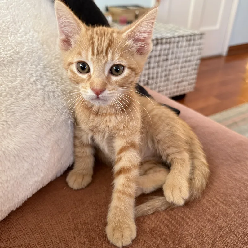 Jasper
