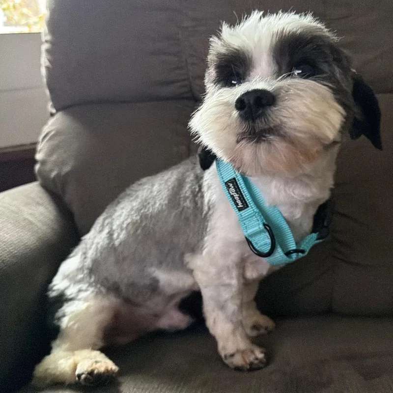 A young small-sized male White / Cream Shih Tzu dog named Jack for adoption in Rochester, MN