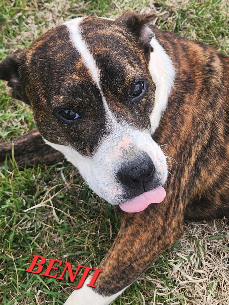 Benji thumbnail 2